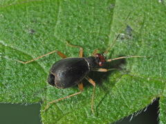 Orthonotus rufifrons