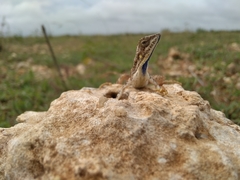 Sitana