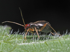 Orthonotus rufifrons