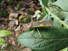Homoeocerus walkerianus