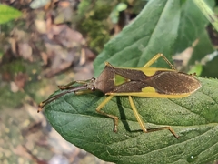 Homoeocerus walkerianus