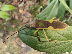 Homoeocerus walkerianus