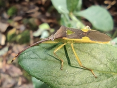 Homoeocerus walkerianus