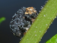 Cionus tuberculosus