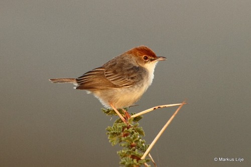 Tiny Cisticola
