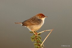 Cisticola nana