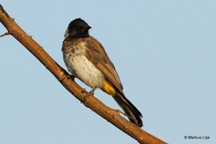 Pycnonotus barbatus dodsoni