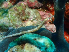 Corythoichthys schultzi