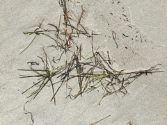 Zostera nigricaulis