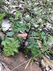 Solanum prinophyllum
