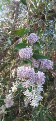 Buddleja salviifolia