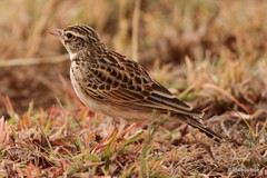 Alaudala somalica