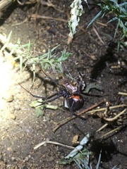 Latrodectus
