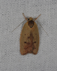 Heliocausta oecophorella