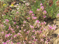 Orthocarpus cuspidatus