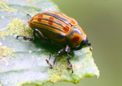 Conoderinae