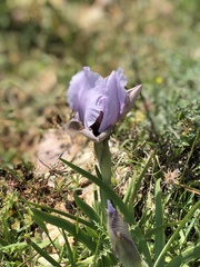 Iris lortetii