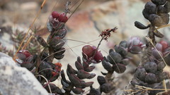 Adromischus inamoenus