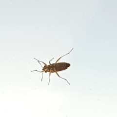 Insecta