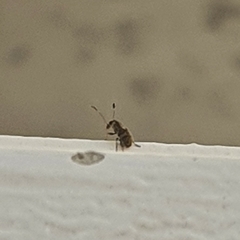 Insecta
