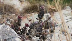 Adromischus inamoenus