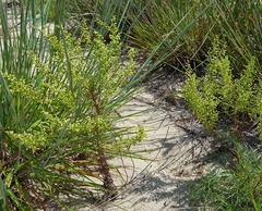 Artemisia campestris caudata