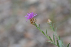 Centaurea