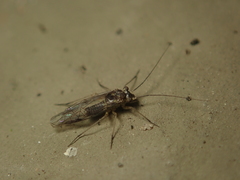 Mesopsocus immunis