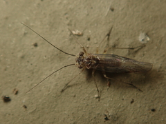 Mesopsocus immunis