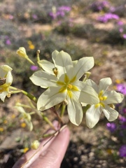 Moraea