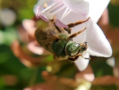 Agapostemon virescens