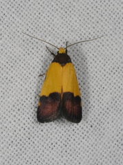 Heteroteucha kershawi