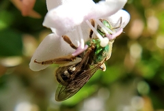Agapostemon virescens