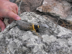 Sceloporus aureolus