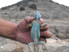 Sceloporus aureolus