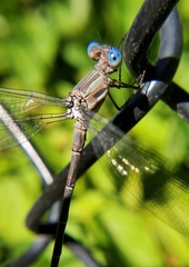 Archilestes californicus