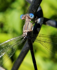 Archilestes californicus