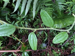 Smilax horridiramula