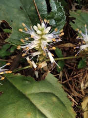 Veronicastrum stenostachyum