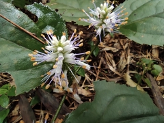 Veronicastrum stenostachyum