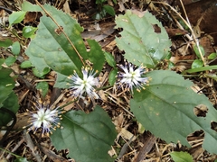 Veronicastrum stenostachyum