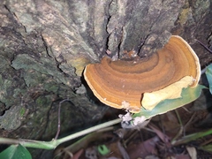 Fungi