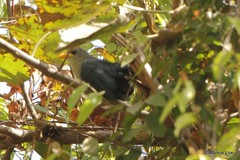 Ceuthmochares australis