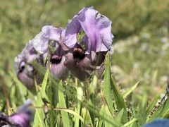 Iris lortetii