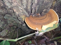 Fungi