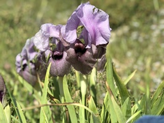 Iris lortetii