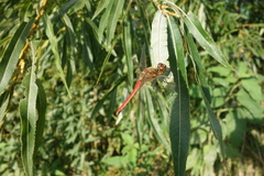 Sympetrum frequens