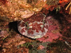 Chorisochismus dentex