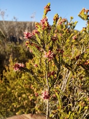 Passerina obtusifolia