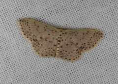 Idaea punctatissima